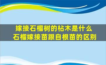 嫁接石榴树的枮木是什么 石榴嫁接苗跟自根苗的区别